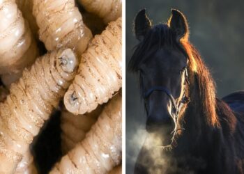 SADER realiza capacitación para detectar gusano barrenador