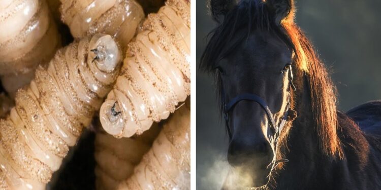 SADER realiza capacitación para detectar gusano barrenador