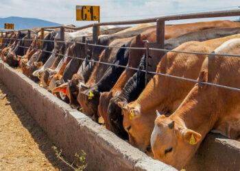 Suspende Estados Unidos exportación de ganado mexicano por 15 días; Sader rechaza decisión