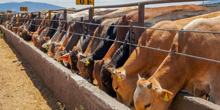 Suspende Estados Unidos exportación de ganado mexicano por 15 días; Sader rechaza decisión