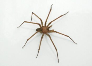 La araña violinista, cómo identificar la mordedura