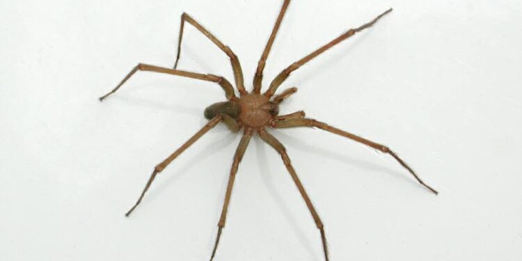 La araña violinista, cómo identificar la mordedura