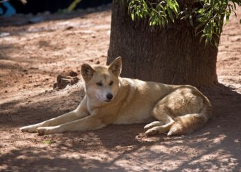Con temperaturas extremas, un árbol, una carpa o cualquier otra cosa que proporcione sombra para las macotas