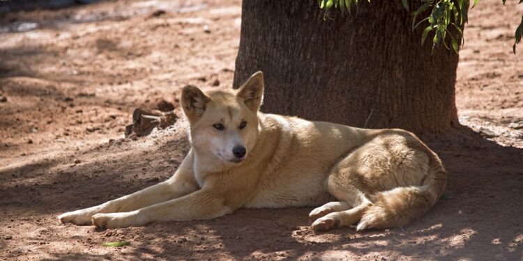 Con temperaturas extremas, un árbol, una carpa o cualquier otra cosa que proporcione sombra para las macotas