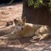 the golden dingo is resting in the shade of a tree