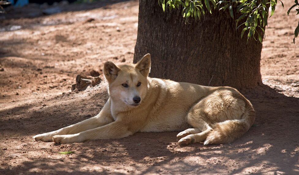 the golden dingo is resting in the shade of a tree