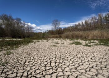 Trámites burocráticos ante Conagua y Sader ocasionan la pérdida de más de 30 mil hectáreas