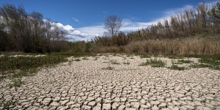 Trámites burocráticos ante Conagua y Sader ocasionan la pérdida de más de 30 mil hectáreas