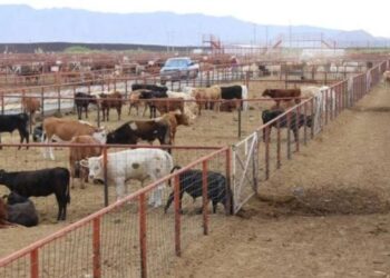 Tema complejo, pero con la confianza de que pronto se dé la reapertura a la exportación de ganado hacia EU