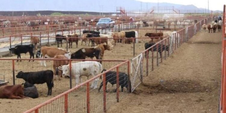 Tema complejo, pero con la confianza de que pronto se dé la reapertura a la exportación de ganado hacia EU