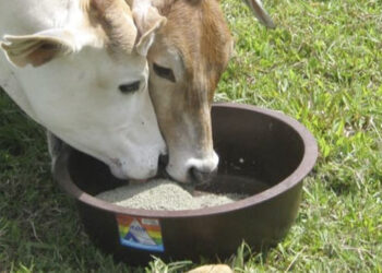 Ejidatarios y ganaderos pueden acceder al programa de suplemento alimenticio con subsidio del 50%