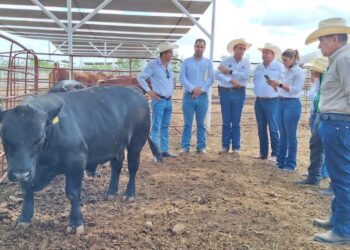 ENTREGA DE SEMENTALES BOVINOS EN ZARAGOZA FORTALECE AL SECTOR GANADERO