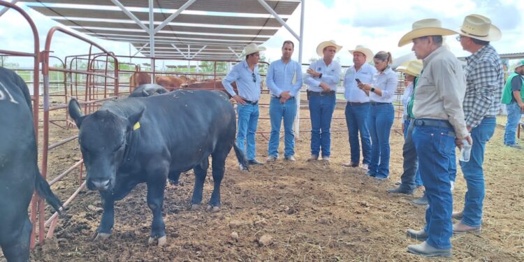 ENTREGA DE SEMENTALES BOVINOS EN ZARAGOZA FORTALECE AL SECTOR GANADERO