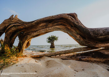 Reforestamos México Invita a Participar en la edición 2025 de «Centinelas del Tiempo»   ¡México en busca de sus árboles majestuosos a través de la fotografía!