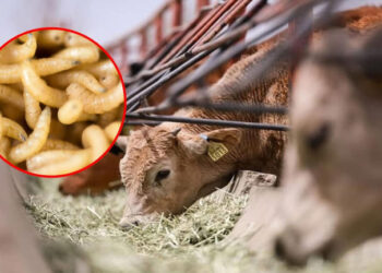 COAHUILA SE MANTIENE LIBRE DEL GUSANO BARRENADOR DEL GANADO: SDR