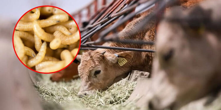 COAHUILA SE MANTIENE LIBRE DEL GUSANO BARRENADOR DEL GANADO: SDR