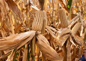 PRODUCTORES EN ALERTA POR CRISIS EN EL SECTOR MAICERO