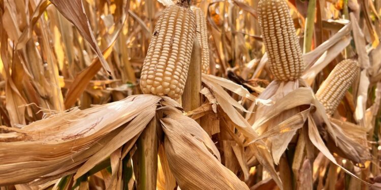 PRODUCTORES EN ALERTA POR CRISIS EN EL SECTOR MAICERO