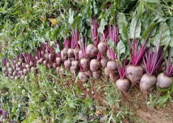 REDUCE MÉXICO VALOR DE EXPORTACIÓN AGROALIMENTARIA AL PRIMER CUATRIMESTRE DEL 2025