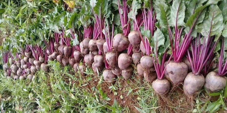 REDUCE MÉXICO VALOR DE EXPORTACIÓN AGROALIMENTARIA AL PRIMER CUATRIMESTRE DEL 2025