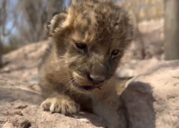 EN MEDIO DEL MAYOR ÉXODO DE ANIMALES POR LA INCESANTE VIOLENCIA, NACE CACHORRA DE LEÓN, CRÍA DE DOS FELINOS RESCATADOS
