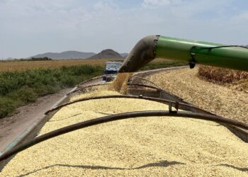 COUC RESPALDA PLAN NACIONAL DE COMERCIALIZACIÓN DEL MAÍZ, URGE SE CONVIERTA EN LEY