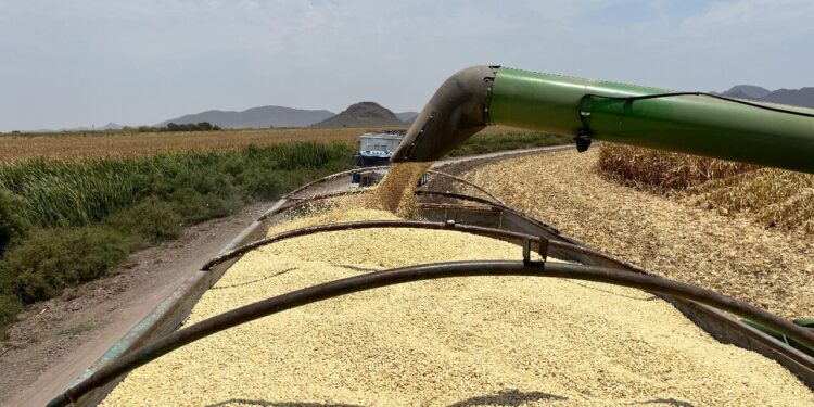 COUC RESPALDA PLAN NACIONAL DE COMERCIALIZACIÓN DEL MAÍZ, URGE SE CONVIERTA EN LEY