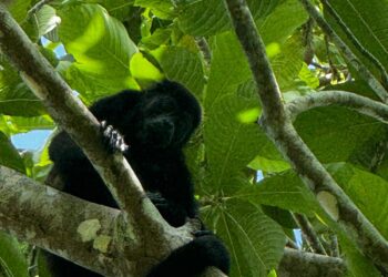 LA AZCARM, EL AULLIDO DEL MONO Y POBLACIÓN CIVIL ARRANCAN PLAN PARA SALVAR AL MONO SARAGUATO