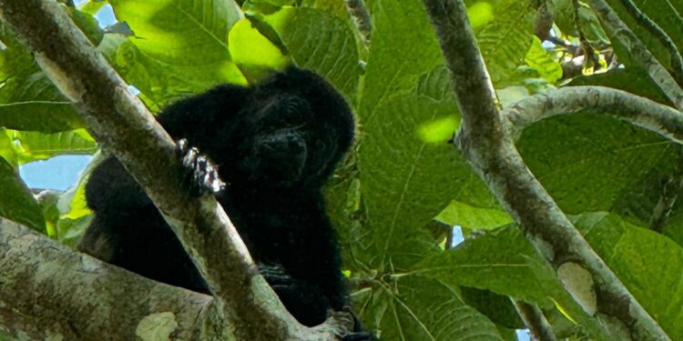 LA AZCARM, EL AULLIDO DEL MONO Y POBLACIÓN CIVIL ARRANCAN PLAN PARA SALVAR AL MONO SARAGUATO