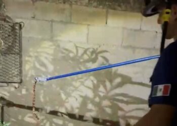 Aumenta la aparición de víboras en las casas