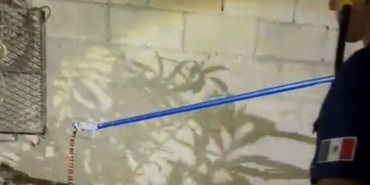 Aumenta la aparición de víboras en las casas