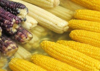 CAMPESINOS EXIGEN FRENO A IMPORTACIÓN DE MAÍZ TRANSGÉNICO