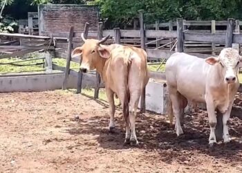 Coahuila se mantiene libre del gusano barrenador y refuerza medidas sanitarias