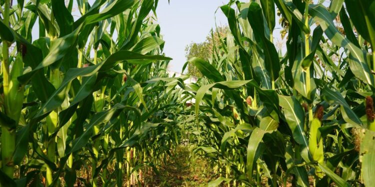 CAMPESINOS CIERRAN FILAS Y EXIGEN RESPUESTA