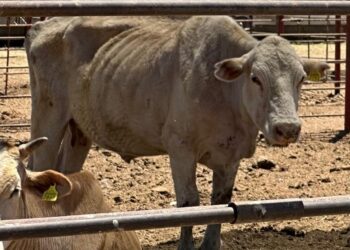 DESDE LA REAPARICIÓN DE GUSANO BARRENADOR DEL GANADO EN MÉXICO, DEBIÓ REINICIAR PRODUCCIÓN DE MOSCAS ESTÉRILES