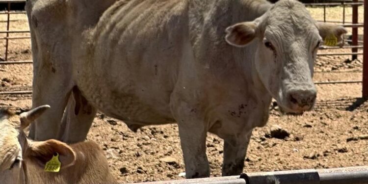 DESDE LA REAPARICIÓN DE GUSANO BARRENADOR DEL GANADO EN MÉXICO, DEBIÓ REINICIAR PRODUCCIÓN DE MOSCAS ESTÉRILES