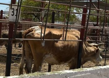 NECESARIO APLICAR PRINCIPIO PRECAUTORIO EN IMPORTACIONES ANTE AMENAZA DE GUSANO BARRENADOR