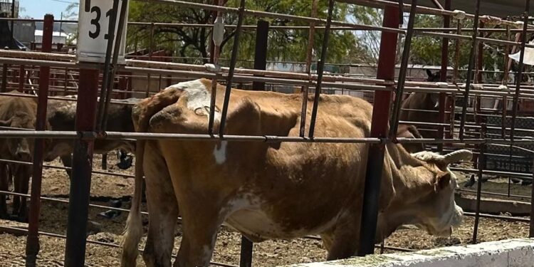 NECESARIO APLICAR PRINCIPIO PRECAUTORIO EN IMPORTACIONES ANTE AMENAZA DE GUSANO BARRENADOR