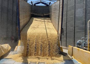 IMPORTACIONES PONEN EN JAQUE AL MAÍZ MEXICANO