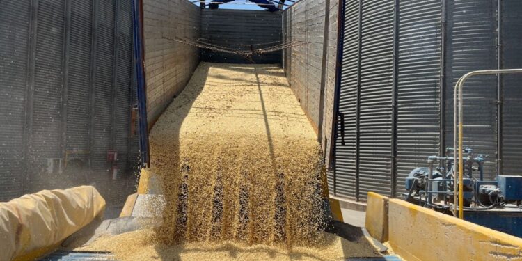 IMPORTACIONES PONEN EN JAQUE AL MAÍZ MEXICANO