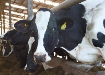 CAE VALOR DE EXPORTACIONES AGROALIMENTARIAS MÁS DE MIL MILLONES DE DÓLARES AL PRIMER SEMESTRE