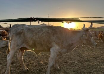 PREOCUPA A LOS GANADEROS NACIONALES, LA IMPORTACIÓN DE GANADO BOVINO EN PIE DEL CARIBE, Y CARNE PROCESADA PROVENIENTE DE BRASIL