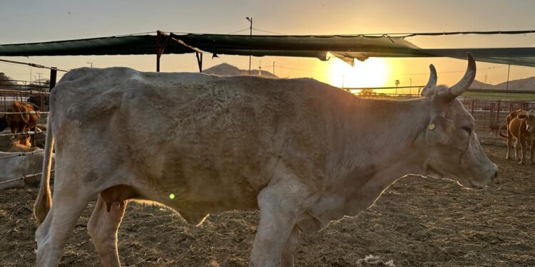 PREOCUPA A LOS GANADEROS NACIONALES, LA IMPORTACIÓN DE GANADO BOVINO EN PIE DEL CARIBE, Y CARNE PROCESADA PROVENIENTE DE BRASIL