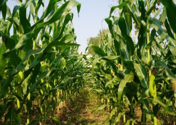 MAÍZ EN RIESGO POR PRODUCCIÓN RÉCORD EN EU