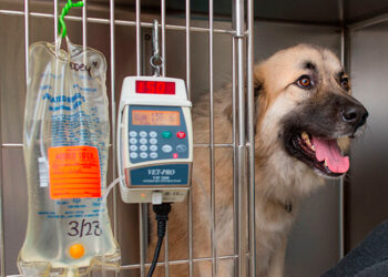 Clínica Veterinaria Zeus: Un año de excelencia en el cuidado animal