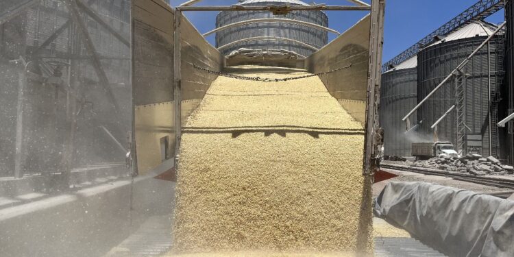 ALERTA COUC POR ALZA EN IMPORTACIÓN DE MAÍZ