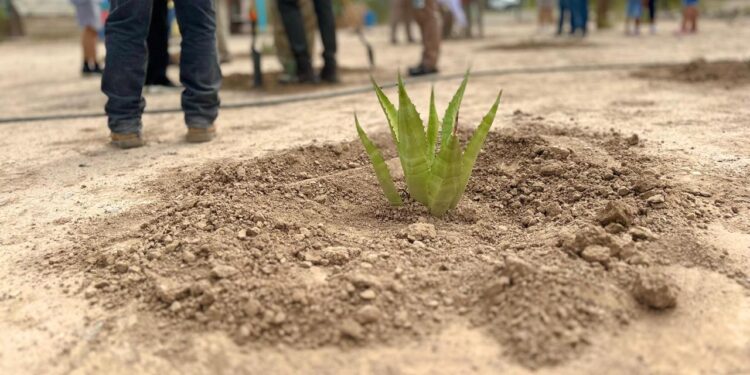 Arca Continental reforestará con maguey para reabastecer más de 300 millones de litros de agua al año en Coahuila