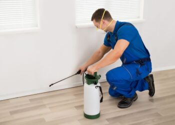 Para mantener un hogar libre de plagas hay que fumigar cada 3 o 6 meses: Experto