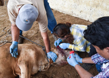 AUTORIDADES Y PRODUCTORES APLICAN PROTOCOLOS SANITARIOS TRAS DETECCIÓN DE GUSANO BARRENADOR EN NUEVO LEÓN