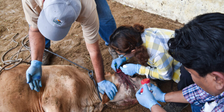 AUTORIDADES Y PRODUCTORES APLICAN PROTOCOLOS SANITARIOS TRAS DETECCIÓN DE GUSANO BARRENADOR EN NUEVO LEÓN